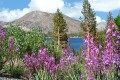 Tioga Lake
