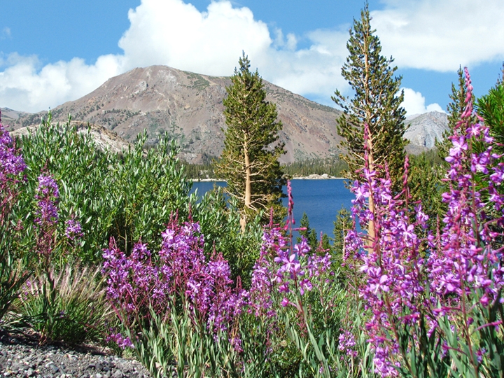 Tioga Lake