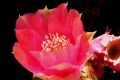 Prickley Pear Cactus Flower