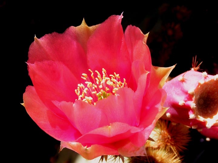 Prickley Pear Cactus Flower