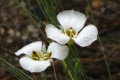 Mariposa Lilies