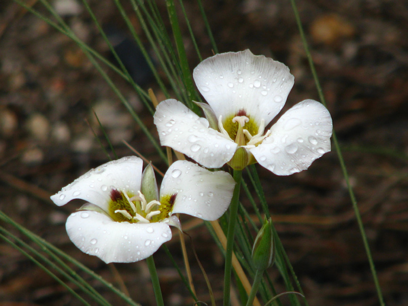 Mariposa Lilies