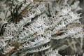 Frost